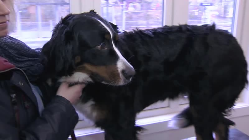 Forhåndsvisningsbile av video